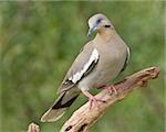 An adult White-winged Dove (Zenaida asiatica) perched on a tree branch in west central Texas.
