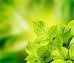 Spring background with leaves of a hydrangea