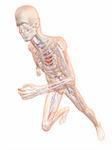 3d rendered illustration of a running skeleton with vascular system