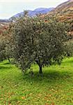 classic olive tree in green field , nature ackground