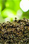 bee hive with natural copyspace background