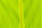 macro close up of green leaf