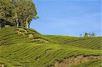 tea plantation in cameron highlands malaysia