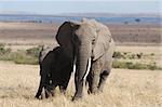 African elephant with 2 year old baby, in the Masai Mara National Reserve, Kenya in a safari desert.