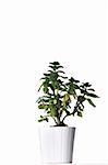 House plant in a white pot. Isolated
