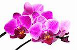pink and purple orchid flower closeup background