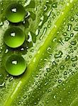 Green pearls on shiny wet leaf