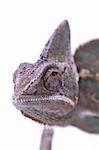 Beautiful big chameleon sitting on a white background