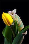 Magnifique caméléon grand assis sur une tulipe