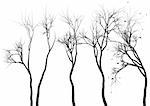 set of detailed tree silhouettes, vector