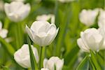Tulip garden with white flowers and green color in daytime.