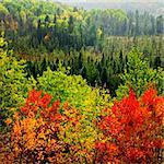 High view of fall forest with colorful trees in rain storm