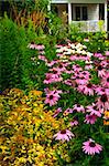 Residential landscaped garden with purple echinacea coneflowers and plants