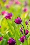 Purple tulips in green garden after raining.