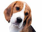 Cute dog. Beagle puppy looking curiously