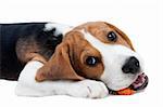 Cute small dog eating carrot. Beagle puppy