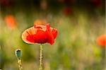 This beautiful photo, that called the red poppies of the meadow was taken on a joyful summer day.