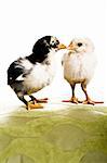 A white baby chick with a black and white chick standing facing each other on a green surface