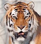 portrait of a tiger