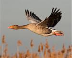 greylag goose in flight