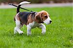 Beagle dog on the scent. Green grass.