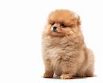 A pomeranian spitz puppy;  isolated on the white background