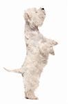 A west highland white terrier is standing on hind legs ; isolated on the white background