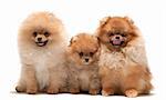 Three sitting pomeranian spitz; isolated on the white background