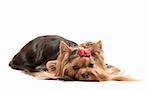 A thoughtful yorkshire terrier; isolated on the white background