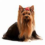 A sitting yorkshire terrier; isolated on the white background