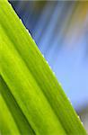 Close up of green leave