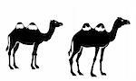 drawing of camel in a white background
