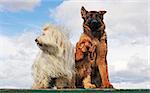 three dogs and puppies sitting on a table