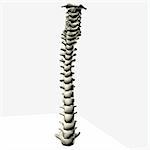 spine