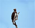 Martial Eagle sitting on a branch against a bright blue sky