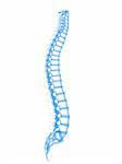 3d rendered illustration of human spine