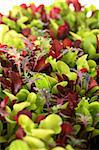 Microgreens vertical