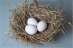 three white eggs lies at hay