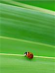 Little red Ladybird on bright green background