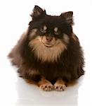 brown and tan pomeranian puppy laying down with eyes closed