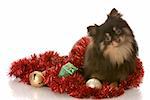 pomeranian puppy sitting among christmas garland and decorations