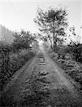 Formal country road, shot as an infinite perspective.