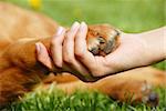 yellow dog paw and human hand shaking, friendship