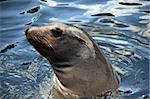 Seal swimming in the Pacific head above water