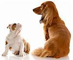 long haired miniature dachshund sitting beside english bulldog puppy with reflection on white background