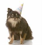 brown and tan pomeranian wearing a happy birthday hat with reflection on white background