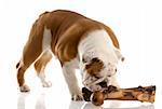 english bulldog puppy chewing on a large bone with reflection on white background