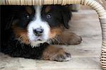 Adorable Puppy Bernese Mountain Dog Hidden Under a Table