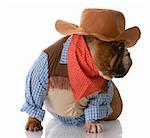 english bulldog dressed up as a cowboy with reflection on white background