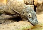 Close up of a Komodo Dragon